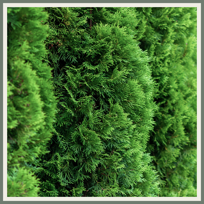 Kevad on käes ja nüüd on õige aeg mõelda oma aia haljastusele!
Nurmiko aiandipoes on alanud kevadine elupuude tellimine, et saaksid oma aeda luua kauni, rohelis