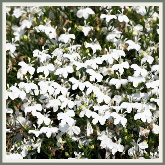 Amplilobeelia 'Curacao', valge