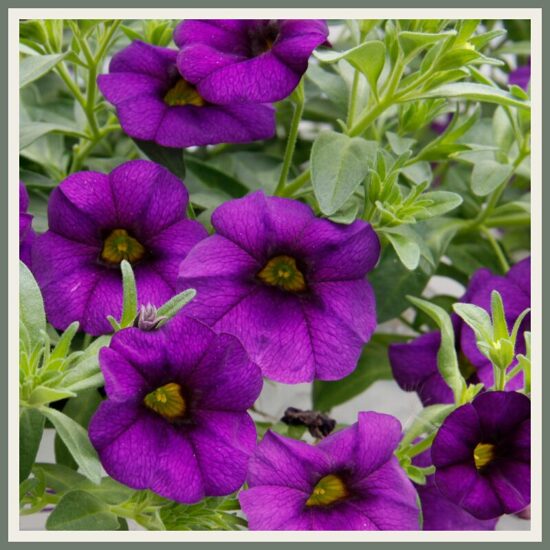 Väikepetuunia 'MiniFamous Uno', sinine