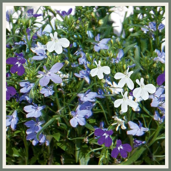 Amplisegu 'Trixi Blue Fashion', sinine segulill