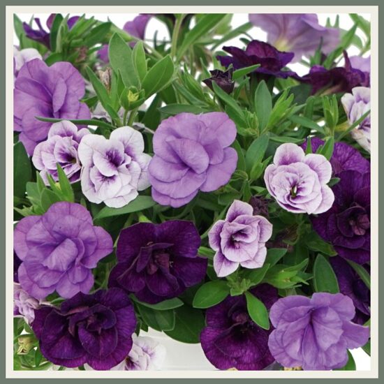 Amplisegu 'Trixi Blue Petticoat', sinine segulill