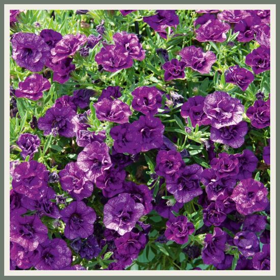 Väikepetuunia 'MiniFamous Uno Double', sinine täidisõieline