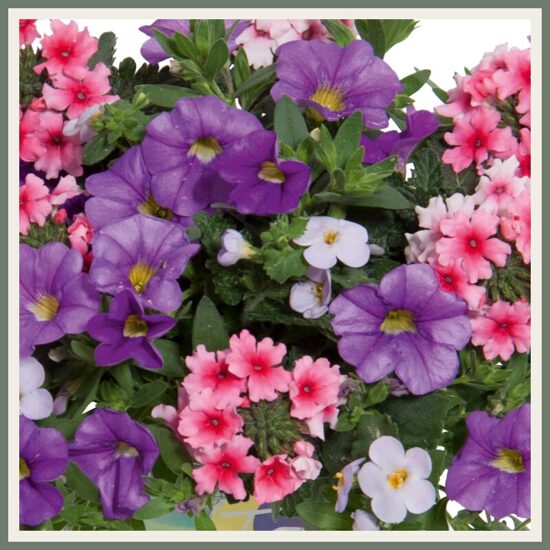 Segulill 'Trixi Blueberry Parfait '23', sinakas-lilla