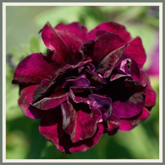 Petuunia 'SweetSunshine', burgundiapunane