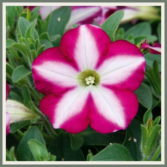 ÕITSVAD SUVELILLEDE TAIMED