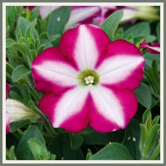 Petuunia 'Bonnie', karmiinpunane, tähniline