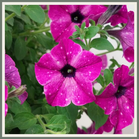 Petuunia 'Famous Circus Sky', täpiline/kirju