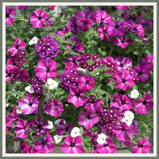 Amplisegu 'Trixi Circus Sky', kirju /täpiline segulill