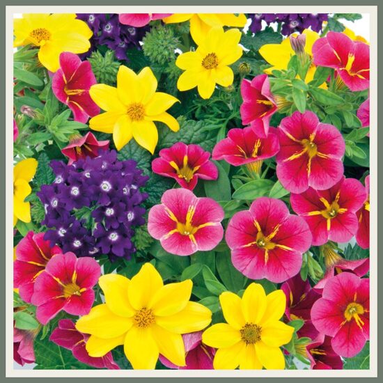 Amplisegu 'Trixi Cracker', värviline