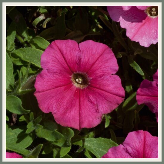 Petuunia 'Bonnie', tumeroosa