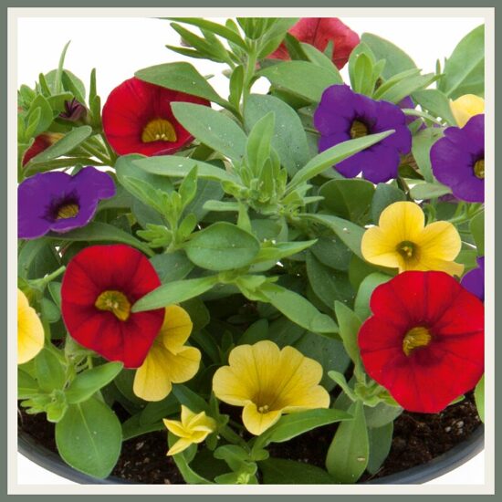 Varajane segulill 'Trixi Early Bolero '21', värviline