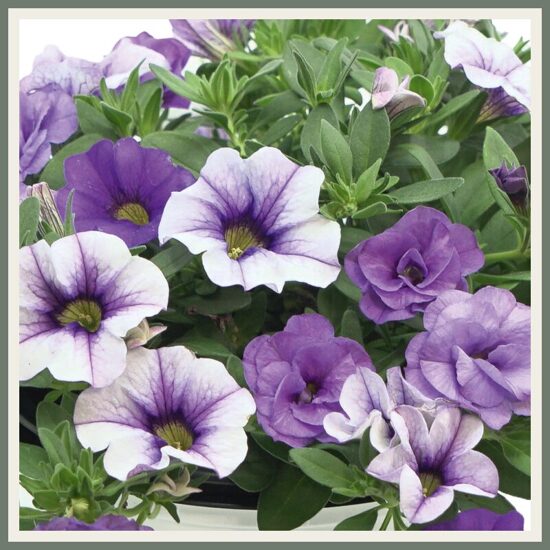 Amplisegu 'Trixi Early Shades of Blue', sinistes toonides