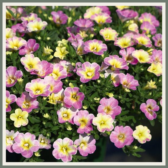 Väikepetuunia 'MiniFamous Neo Fancy Francy', kirju