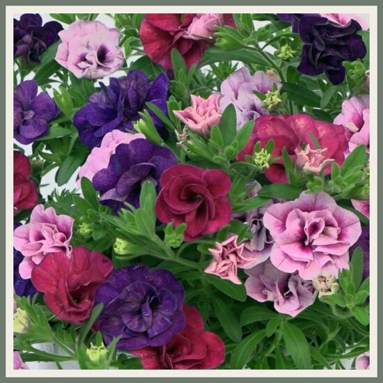 Amplisegu 'Trixi Fancy Petticoat', kirju