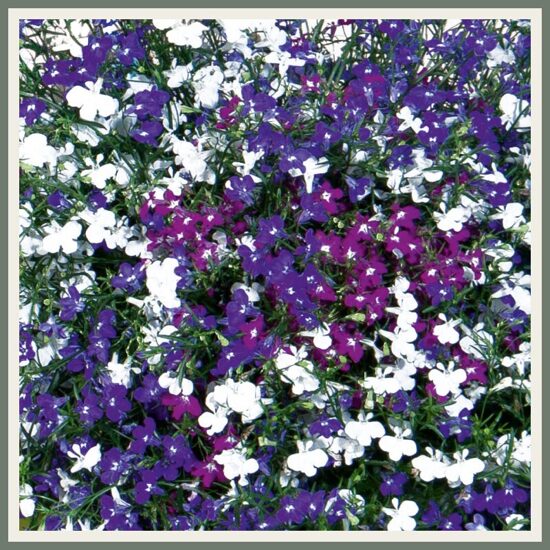 Amplisegu 'Trixi Fashion', värviline