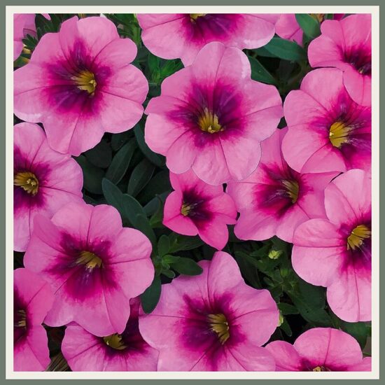 Väikepetuunia 'MiniFamous Uno Glamour', efektne roosa