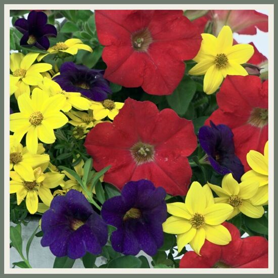 Amplisegu 'Trixi La Bomba', erksavärviline