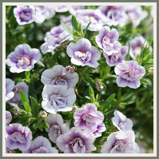 Täidisõieline väikepetuunia 'MiniFamous Uno Double LavTastic', lavendlililla