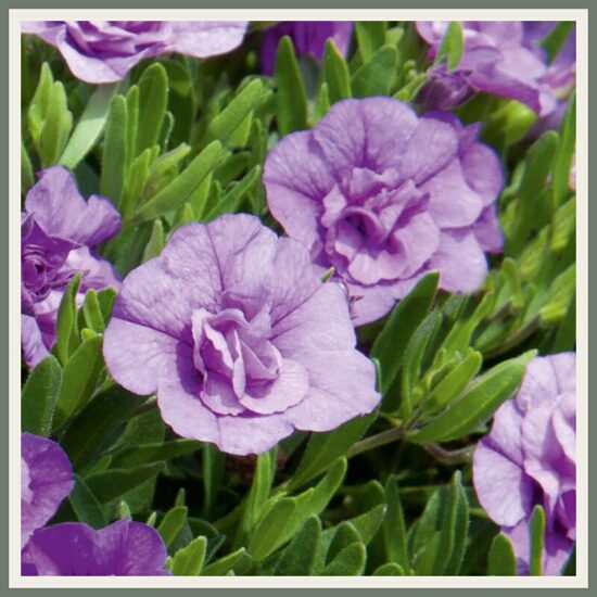 Täidisõieline väikepetuunia 'MiniFamous Neo Double', helesinine