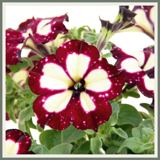 Petuunia 'Lightning Sky', täpiline