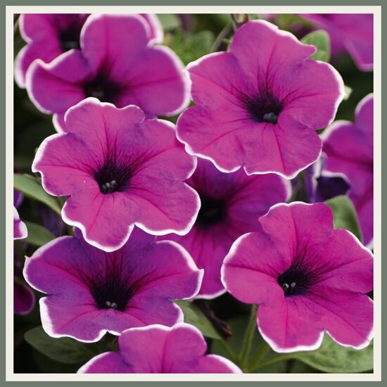 Petuunia 'Famous', lillakas, valgeservaline