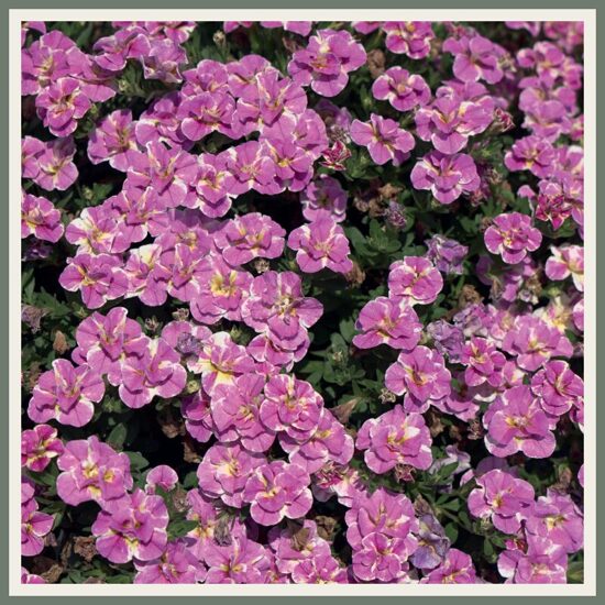 Täidisõieline väikepetuunia 'MiniFamous Neo Double Loopy Pink', roosa