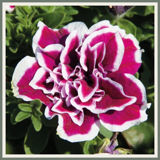 Petuunia 'SweetSunshine', valgeservaline magentaroosa