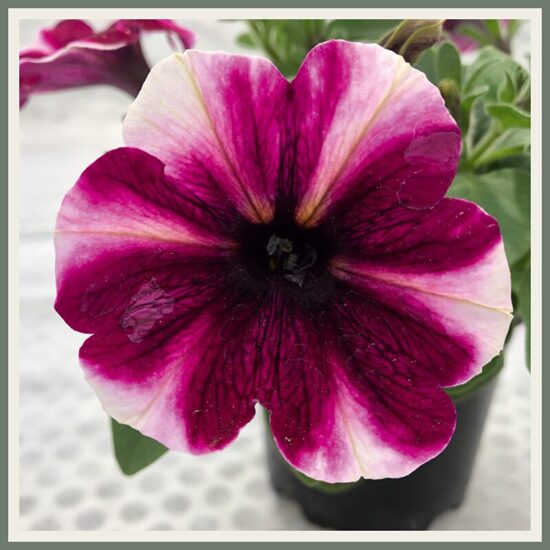 Petuunia 'Bonnie', magentaroosa, mustriga