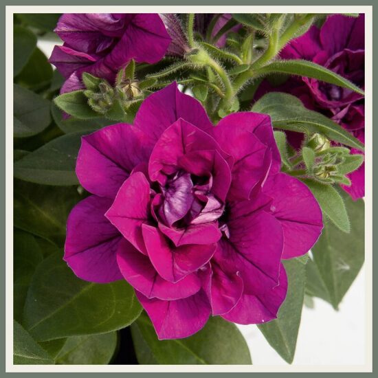 Petuunia 'SweetSunshine', magentaroosa