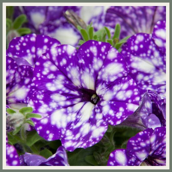 Petuunia 'NightSky', tähistaeva mustriga