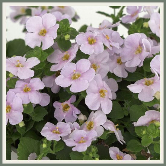 Suureõieline bakopa 'Falls', pärl