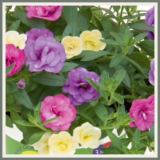 Kihiline amplisegu 'Trixi Petticoat', värviline