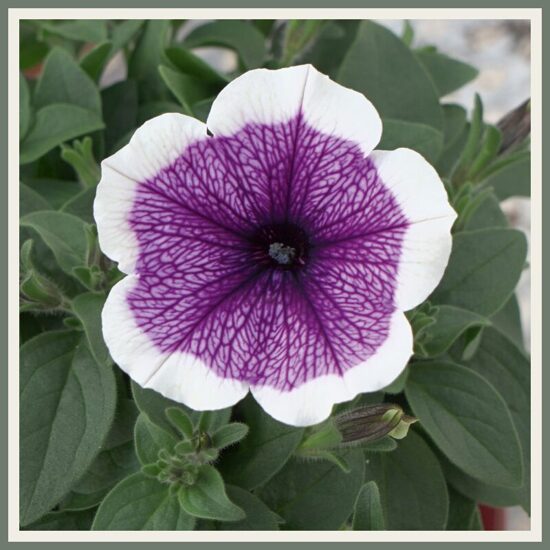 Petuunia 'Bonnie Lavender Face', lavendlililla