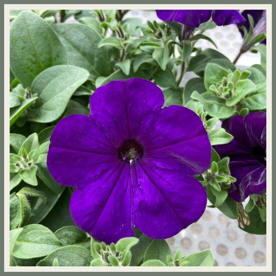 Petuunia 'Famous Blue 24', sinine