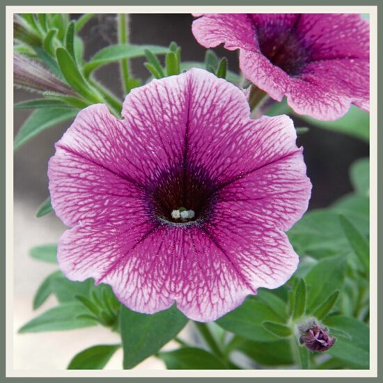 Petuunia 'Bonnie', roosa-lilla soonilise mustriga