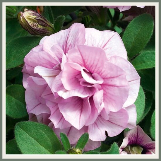 Petuunia 'SweetSunshine', roosa-lilla soonilise mustriga