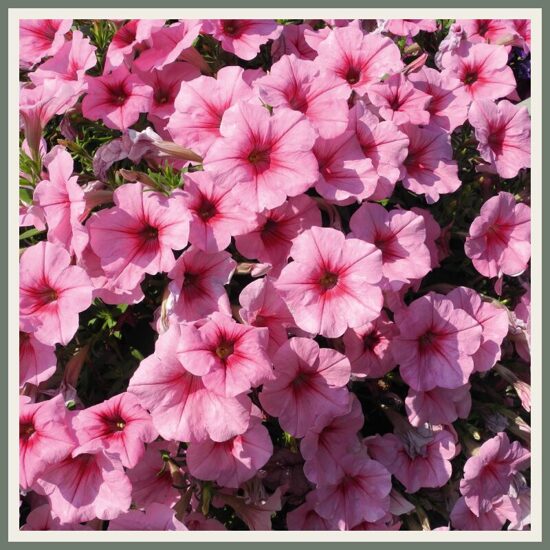 Petuunia 'Famous', roosa soonilise mustriga