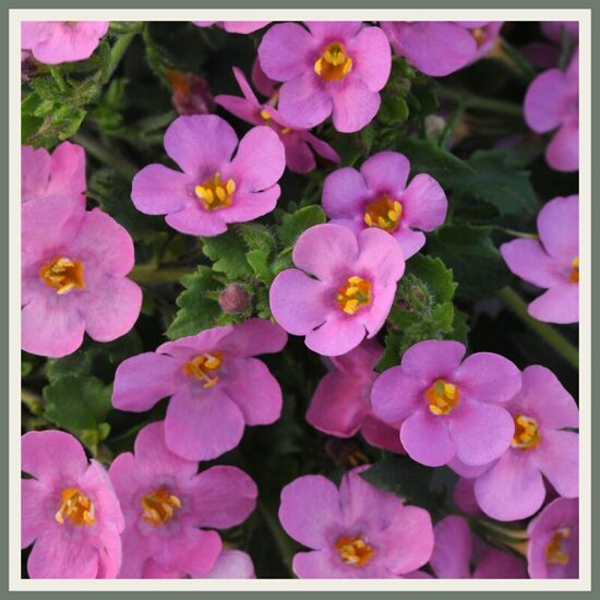 Suureõieline suuter 'Falls', roosa