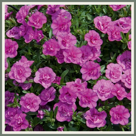 Täidisõieline väikepetuunia 'MiniFamous Uno Double PinkMania!', roosa