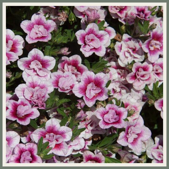 Täidisõieline väikepetuunia 'MiniFamous Uno Double PinkTastic', roosa