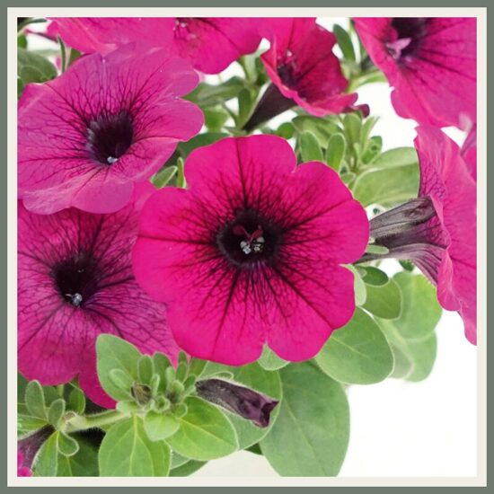 Petuunia 'Famous Purple '21', lilla