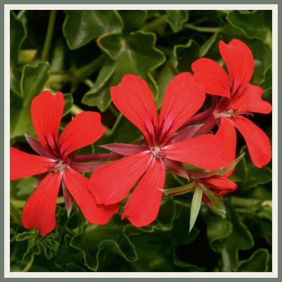 Pelargoon 'Decora', punane