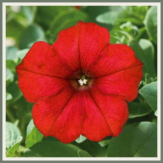 Petuunia 'Famous Red Fire '14', tulipunane