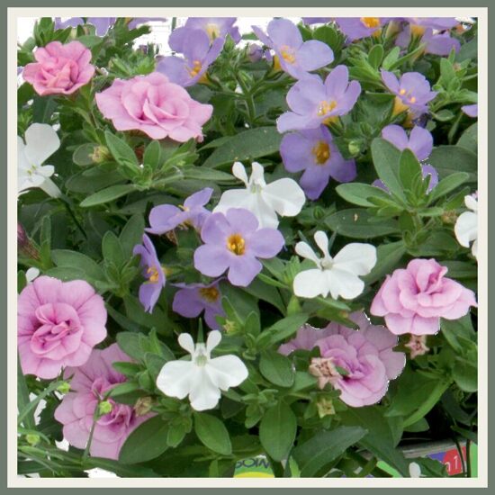 Amplisegu 'Trixi Romance '23', värviline