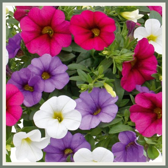 Amplisegu 'Trixi Spirit '24', värviline