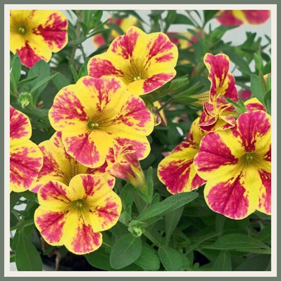 Väikepetuunia 'MiniFamous Neo Summer Joy', suviselt särav