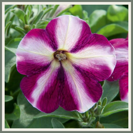 Petuunia 'Famous Swirl', vaarikaroosa keerismustriga