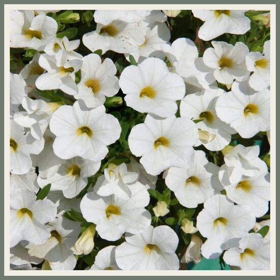 Väikepetuunia 'MiniFamous Uno White', valge