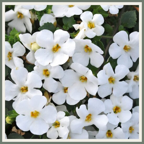 Suureõieline bakopa 'Falls', valge