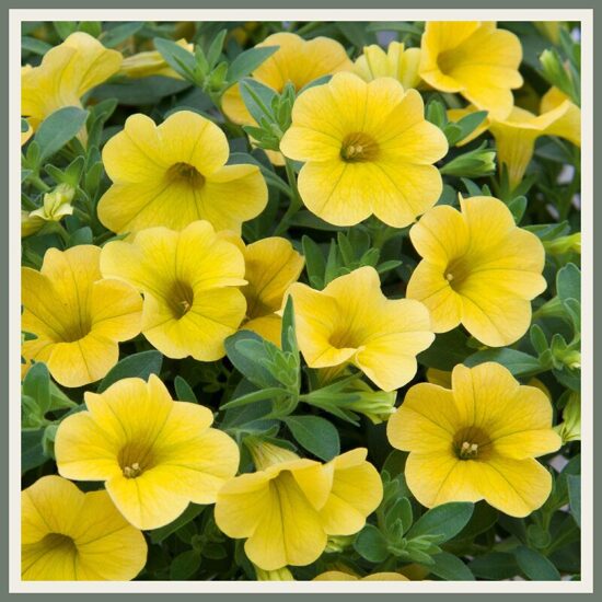 Väikepetuunia 'MiniFamous Uno Yellow', kollane